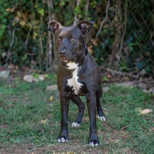 A black and white dog standing on grass with a bushy background.