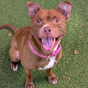 A brown dog with a pink collar is sitting on a green artificial turf, looking up with its mouth open and tongue out.