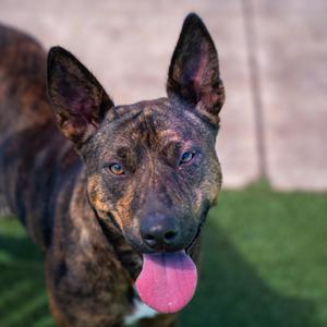Luna, Terrier, adult, available for adoption