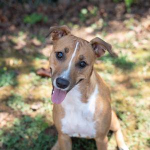 Sweet pea, Mixed Breed (Medium), adult, available for adoption