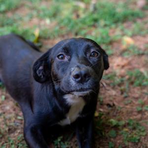 Poppie, Mixed Breed (Medium), adult, available for adoption