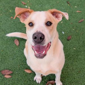 A happy dog with its mouth open and tongue out, sitting on a grassy surface.