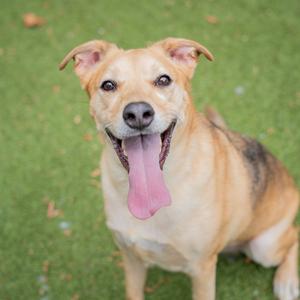 A tan dog with its tongue hanging out, sitting on a patch of green artificial turf.