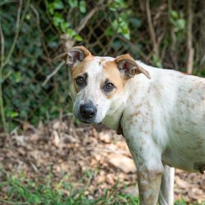 Maggie, Cattle Dog, Australian (Red Heeler), adult, available for adoption