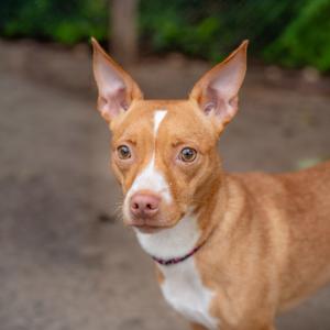 Lisa, Terrier, adult, available for adoption