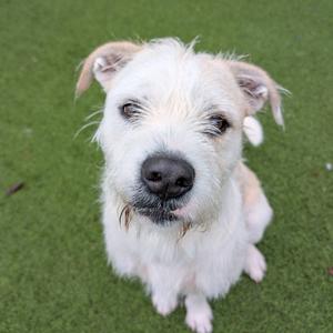 Smooches, Terrier, adult, available for adoption