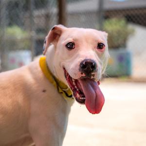 Lilo, Terrier, adult, available for adoption