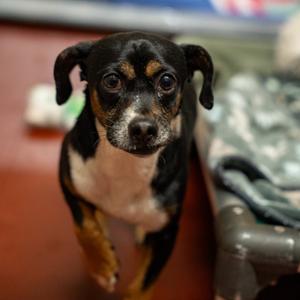 Nick, Terrier, adult, available for adoption