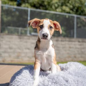 Lucy, Husky, young, available for adoption