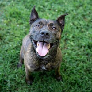 Dexter, Terrier, adult, available for adoption