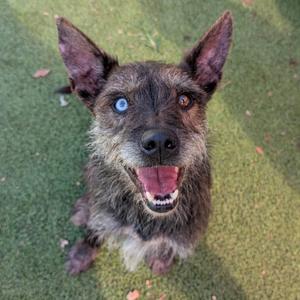 A close-up of a dog with heterochromia, featuring one blue eye and one brown eye, sitting on a green surface with its mouth open and tongue out.