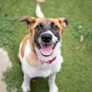 A happy dog with a white and brown coat, wearing a pink collar, sitting on a grassy surface.