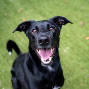 Boone, Pinscher, Doberman, adult, available for adoption