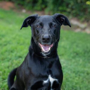 A happy black dog with white chest markings looking at the camera against a green background.