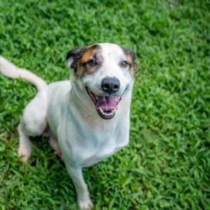 Patch, Cattle Dog, Australian (Red Heeler), adult, available for adoption