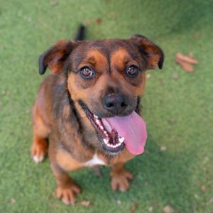 A brown and black dog with floppy ears and a pink tongue sticking out, sitting on green grass.