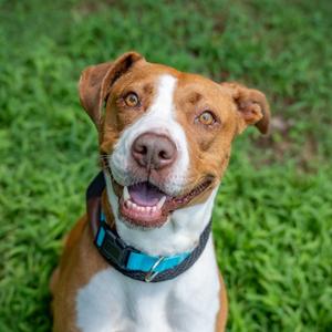 Lily, Mixed Breed (Large), adult, available for adoption