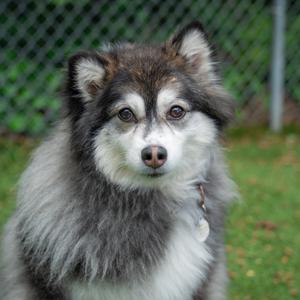 Tammi, Pomeranian, adult, available for adoption
