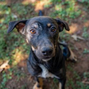 A black and brown dog with a white chest patch is looking up at the camera. The dog has large, expressive eyes and floppy ears. The background is a blurred outdoor setting with green foliage and brown ground.