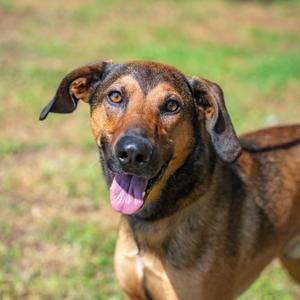 Scout, Hound, adult, available for adoption