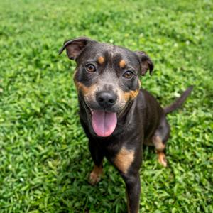 Cash, Terrier, adult, available for adoption