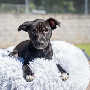 Abe, Terrier, young, available for adoption