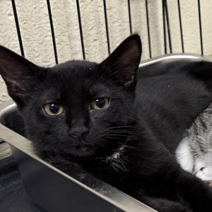 Raymond, kitten, available for adoption