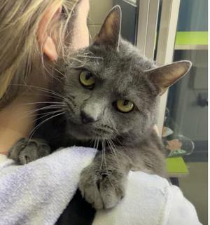 Granite, young, available for adoption