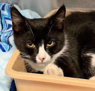 Freckles, kitten, available for adoption