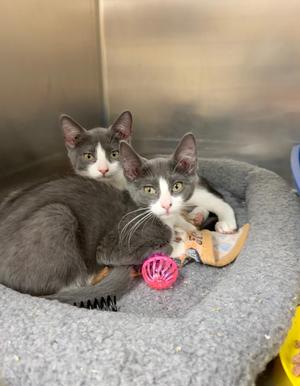 Two gray and white cats sitting in a gray cat bed with a pink toy and a yellow bowl.