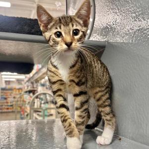Moonstone, kitten, available for adoption
