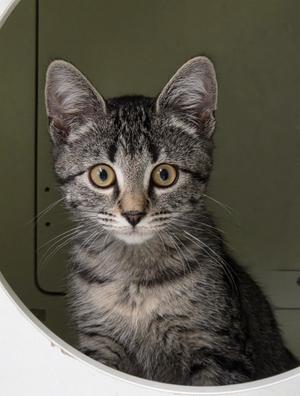 A gray tabby cat with large, round eyes looking directly at the camera. The cat is sitting inside a circular opening, possibly a cat house or a tunnel, with a green background.