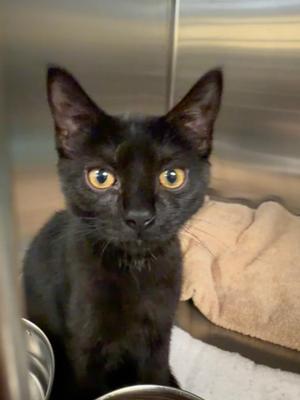Raspberry, kitten, available for adoption