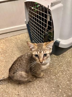 Fluorite, kitten, available for adoption