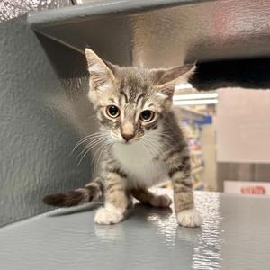 A gray and white tabby kitten with large eyes is sitting on a metal surface, looking directly at the camera.