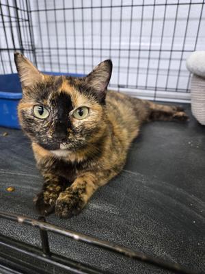 Maddaline, young, available for adoption