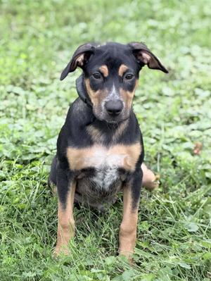 Levi, Chihuahua / Dachshund, puppy, available for adoption
