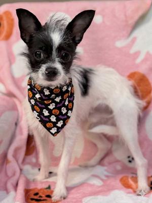 Tito, Chihuahua, young, available for adoption
