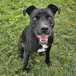 Rucker, Pit Bull Terrier / Labrador Retriever, young, available for adoption