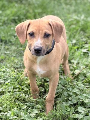 A light brown puppy with floppy ears standing in a grassy area.