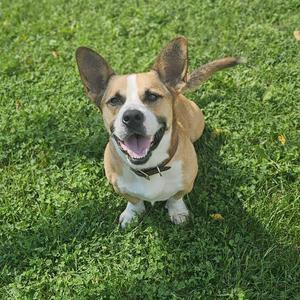 A happy dog with perked ears and a wagging tail standing on a grassy field.