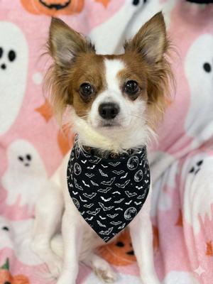 Leon, Chihuahua / Shih Tzu, young, available for adoption