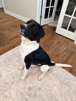 Charlotte, Labrador Retriever, young, available for adoption