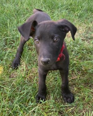 A black puppy standing on grass, wearing a red collar.