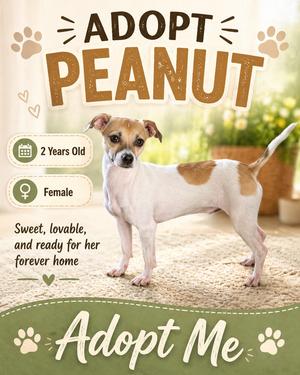 Peanut, Jack Russell Terrier, adult, available for adoption