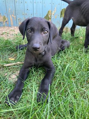 Shadow, Weimaraner / German Shepherd Dog, puppy, available for adoption