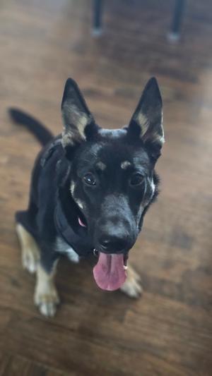A black and tan dog with pointed ears and a pink tongue sticking out, sitting on a wooden floor.
