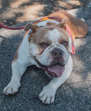 A brown and white bulldog lying on the ground with its tongue out, wearing a red harness.