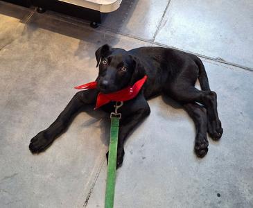 George, Weimaraner / German Shepherd Dog, puppy, available for adoption