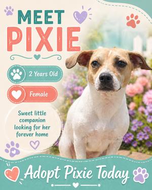A cute dog named Pixie, 2 years old, female, looking for her forever home. Adopt Pixie Today!
